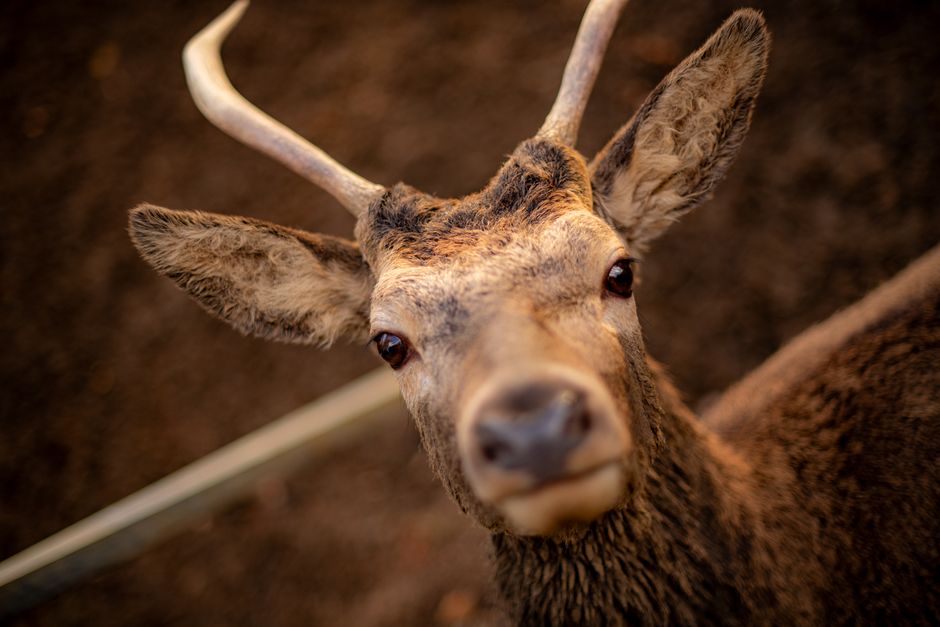 Close-up view of a deer with light brown fur, large dark eyes, and prominent antlers, standing on a dark, earthy ground surface. The deer’s ears are upright and alert, and its face is centered in the image, with the background slightly blurred to emphasize the animal. The scene is captured indoors or in a controlled environment, possibly at an animal sanctuary or farm, with soft lighting highlighting the deer's features. This detailed photograph exemplifies animal portraiture, with clear focus on the deer's head, antlers, and facial expression, suitable for including in content related to animal care or wildlife education, while subtly supporting themes of moving or transporting animals in a professional context such as animal relocation services by Man With a Van Romford.